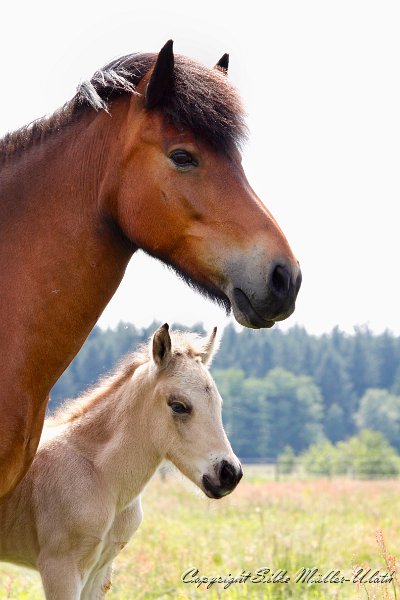 Ran und Dagur a.jpg - Mitte Juni - unsere Fohlen kommen jetzt alle nach und nach zur Welt - Ran und Dagur (1 Tag alt)